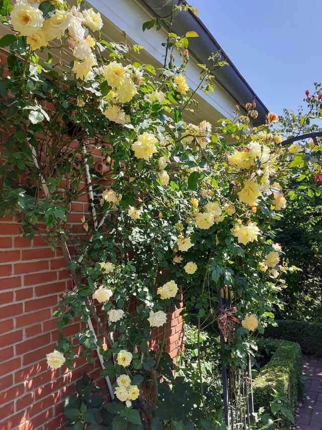 Ferienwohnung in Groß Wittensee - Martens - Bild 8