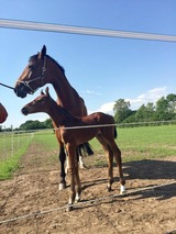 Ferienwohnung in Haby - Herrmannshof Haby App 3 Kiek ut - Bild 21