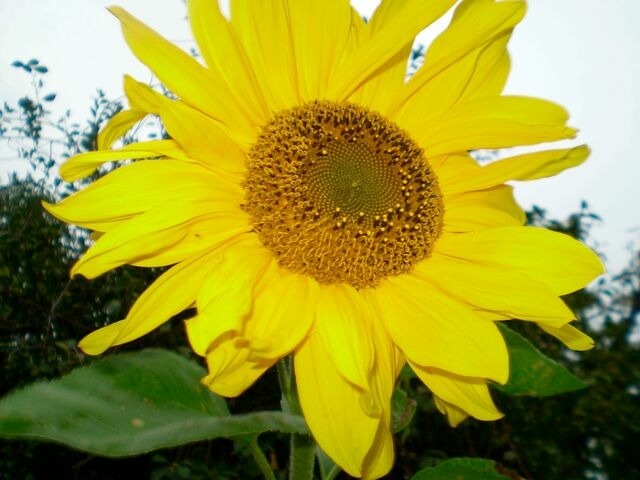 Ferienhaus in Fehmarn OT Todendorf - Gro&szlig;er Feldblick - Bild 23