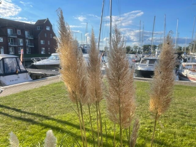 Ferienwohnung in Ueckermünde - Lagunenstadt am Haff Fewo 242 - Dingi - Bild 11