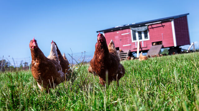 Ferienwohnung in Fehmarn OT D&auml;nschendorf - Osterhof Fehmarn - Villa Jala - Bild 24
