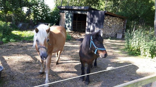 Ferienwohnung in Fehmarn OT Sahrensdorf - Ferienwohnung "Gänseblümchen" im Ferienhaus Nielson in Petersdorf - Bild 20