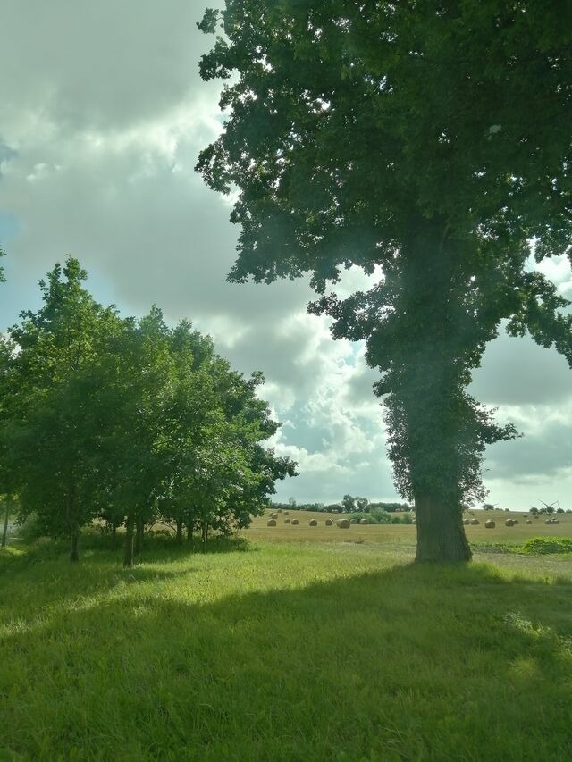 Ferienwohnung in Riepsdorf - Alte Stellmacherei - Ferienwohnung 1 - Bild 18