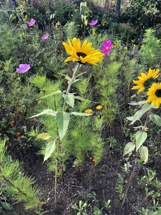 Ferienwohnung in Steinbeck - MP 4 Meerjungfrau - Bild 11