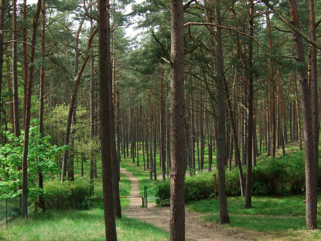 Ferienhaus in Baabe - Achtern Dieck - Baabe - Bild 10