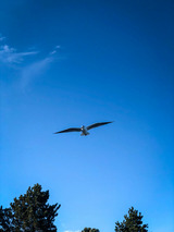 Ferienhaus in Gl&uuml;cksburg - Ferienhaus Innenf&ouml;rde - Bild 13