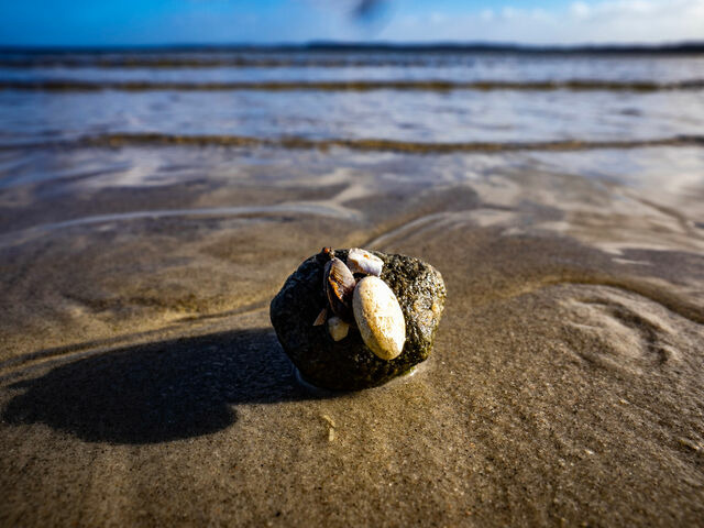 Ferienwohnung in Glücksburg - Ferienwohnung Am Leuchtturm - Bild 19