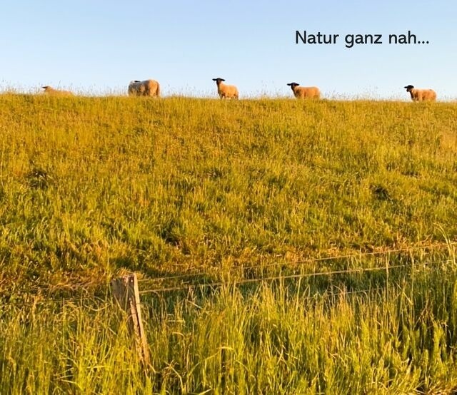 Ferienwohnung in Wendtorf - Strandläufer - Bild 20