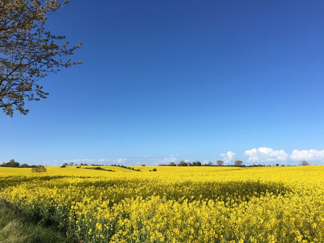 Ferienhaus in Ostermade - Ferienhaus Ostermade - Bild 20