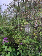 Ferienwohnung in Grömitz - Haus Frauken - Wohnung Thal - Bild 14