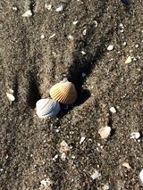 Ferienhaus in Ostseeheilbad Zingst - Kogge - Bild 18